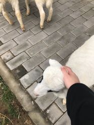 -上美四季动物农场