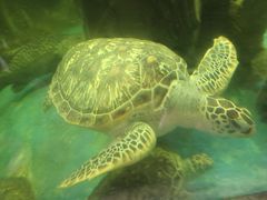 -广东惠东海龟国家级自然保护区