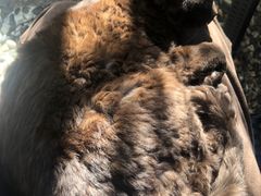 -喵屿·大理花园猫咖