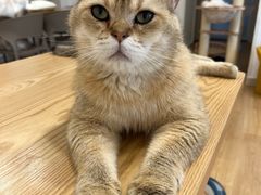 -有喵·猫咖·狗咖·30几只猫10只小狗(岗厦店)