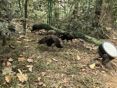 -西双版纳原始森林公园
