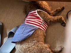 -宠福鑫动物医院(城北分院)