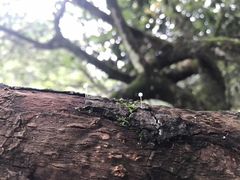 -石台牯牛降景区