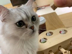 -猫和宫(六道口店)
