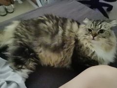 -御宝贝·A梦猫科宠物医院(国际猫友好医院)