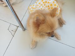 -怪兽屋·羊驼·猫咖·狗咖(俊华广场店)