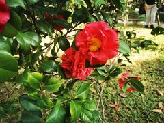 -深圳国际园林花卉博览园