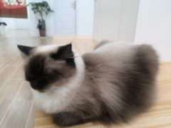 -李小姐の猫咖啡馆(五角场店)