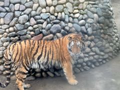 -栾川竹海野生动物园