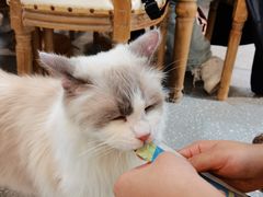 -共舞时光猫咖·狗咖(新街口店)