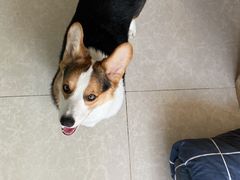 -瑞派福兴宠物医院犬猫全科·骨科·中西医结合(河东店)