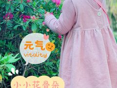 -金鸡湖桃花岛