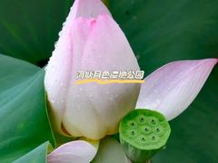 -荷塘月色湿地公园·向阳花洲