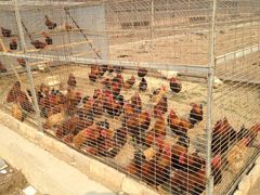 万源龙顺度假庄园采摘园-万源龙顺度假庄园生态观光园