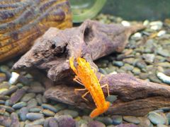 -上海大自然野生昆虫馆(东方明珠·爬宠昆虫探索中心)