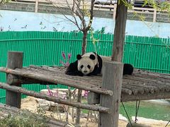 -西霞口神雕山野生动物世界