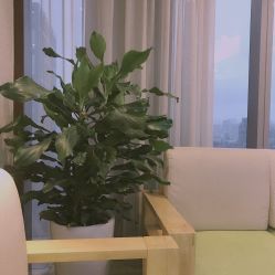 -久匠·野生眉半永久纹绣