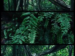 -西双版纳傣族园