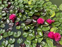 -国家植物园南园