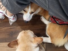 -柯斗斗主题餐厅·狗咖·围炉煮茶·茶饮(国瑞升平里店)