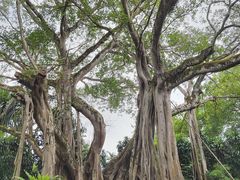 -瑞丽独树成林风景区