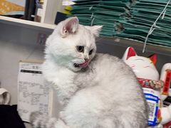 -关爱动物医院·心脏·中兽医·异宠(金牛路分院)