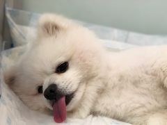 -灵美宠物诊所