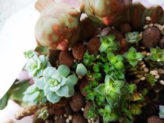 -秦美花卉(天朗·莱茵小城2期店)