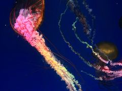-海合安成都极地海洋公园