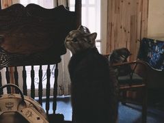 -猫色咖啡·猫咖