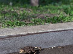 -沈阳森林动物园