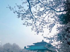 -武汉大学-樱园
