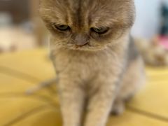 -1013 PET SHOP精品宠物商店(丁香店)