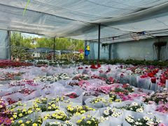 -龙大花卉苗木市场