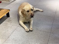-FAELING PETS美天灵宠物(富力广场店)