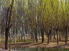 -东郊湿地公园