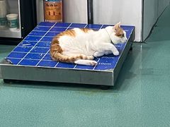 -瑞派先诺宠物医院•猫专科•普外科•中兽医(佛山院)