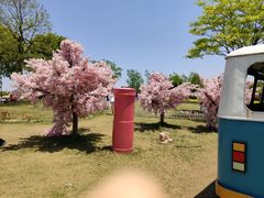 -杭州湾海上花田景区