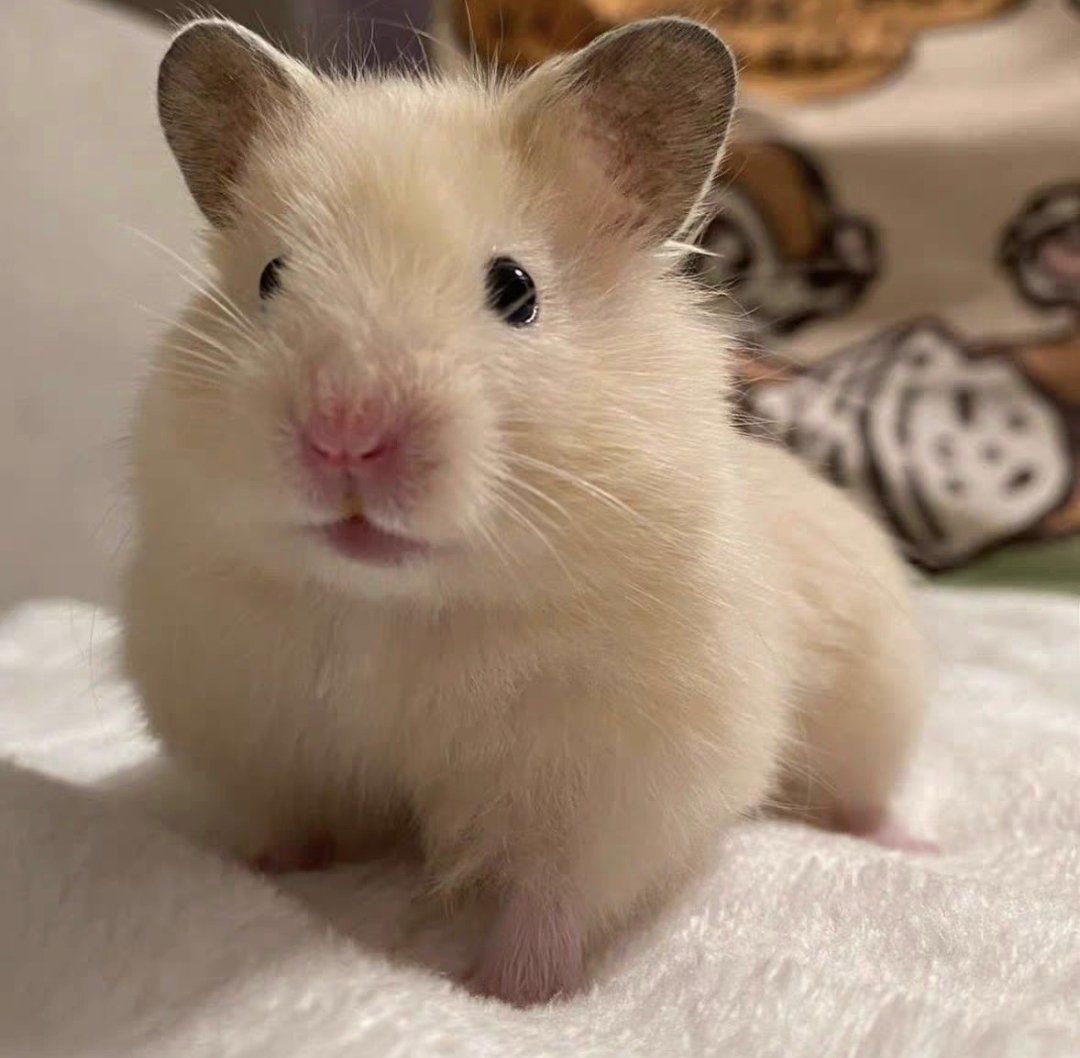 仓鼠中的金丝熊