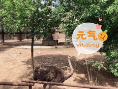 -石家庄市动物园