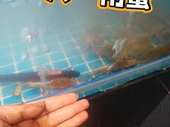 -罗马假日海鲜自助餐厅(星湖广场店)
