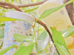 -CoCo都可(中华广场店)