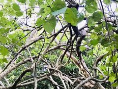 -热带雨林自然公园