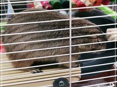 -钓仓鼠(洋桥北里小区店)