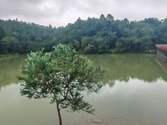 -广州白江湖森林公园