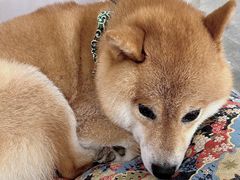 -柴迷FANS CLUB·柴犬狗咖·猫咖