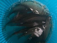 -帐篷客·溪龙茶谷度假酒店