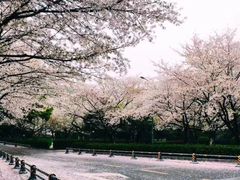 -武汉大学-樱园