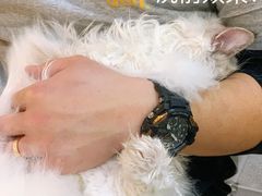 -momokira米努特·德文卷毛猫·棉花面纱犬