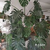 这里真的是太美了，绝对的网红打卡地